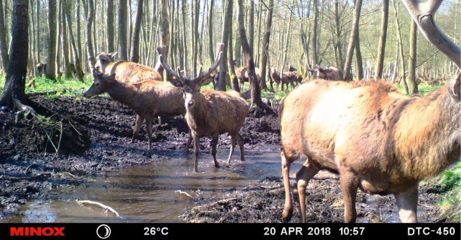 Wildkameras: Funktionen und Tipps und Tricks für tolle Bilder Rudel am Bach, aufgenommen mit einer MINOX DTC 450 Wildkamera