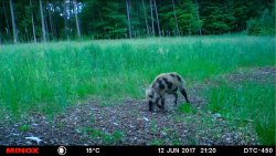 Wildkameras: Funktionen und Tipps und Tricks für tolle Bilder Frischling auf Wiese, aufgenommen mit einer MINOX DTC 450 Wildkamera