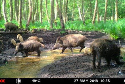 Wildkameras: Funktionen und Tipps und Tricks für tolle Bilder Wildschweinrotte, aufgenommen mit einer MINOX DTC 450 Wildkamera
