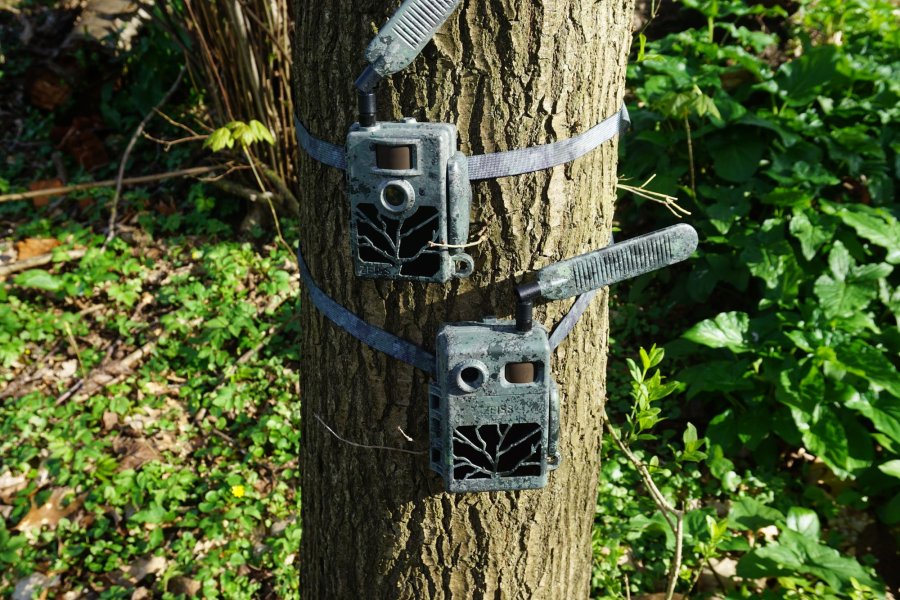 ZEISS Secacam 5 und 7: Die ersten Wildkameras von ZEISS fürs Revier und zur Grundstücksüberwachung können Sie mit attraktiven Prepaid- oder Abo-Paketen nutzen Beide ZEISS Secacam-Modelle können mit Gurten am Baum befestigt werden.