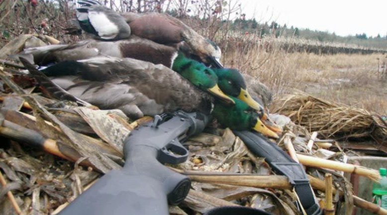 Benelli M2 mit erlegten Wildenten