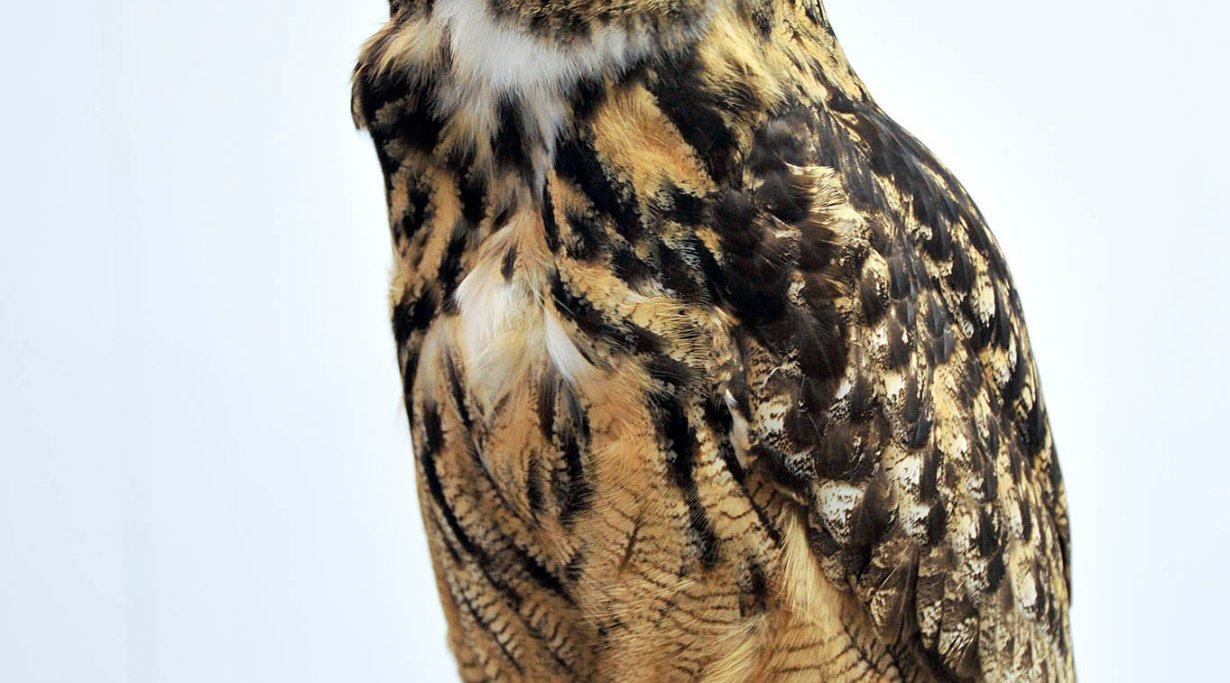 Live owl, at IWA 2016