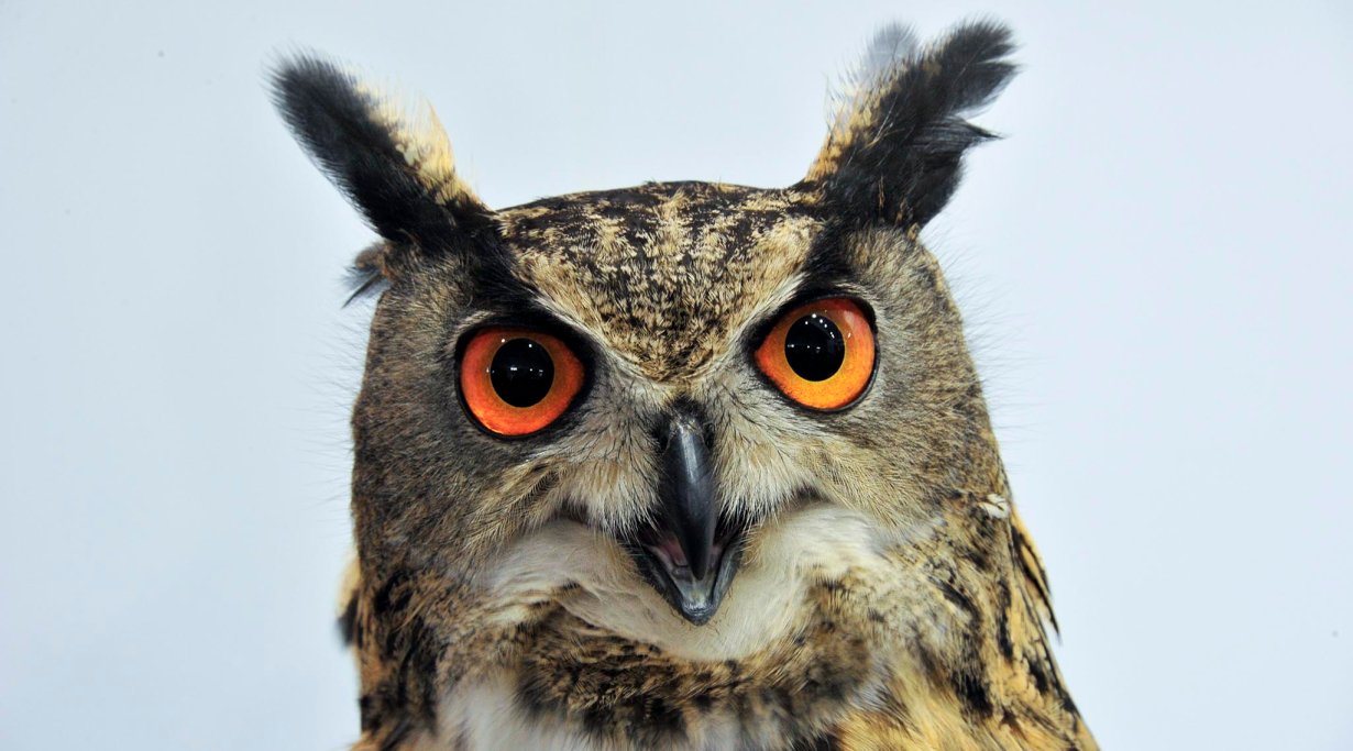 Live owl, at IWA 2016