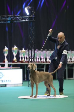 EOS Show 2023: Fazit, Hintergründe und Infos Hundeausstellung auf der EOS 2023.