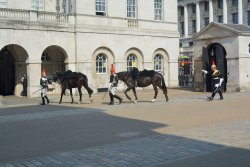Die Geschichte der britischen Household Cavalry Die ausgewechselten Pferde werden in die Horse Guard geführt