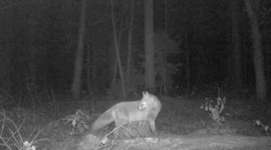 Fox image with Minox DTC 1100