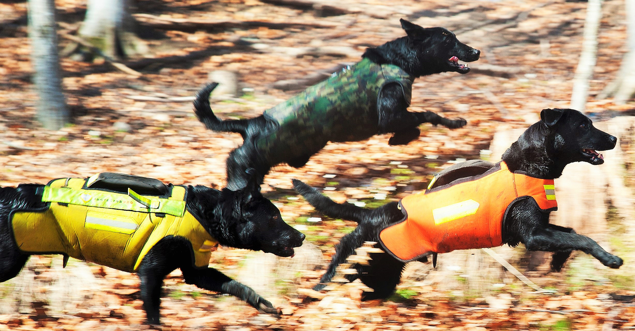 Dogtech: safety for hunting dogs everywhere, everytime ...