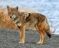 Trulock Predator, when there’s no room for error Predators like coyotes are hard to hunt