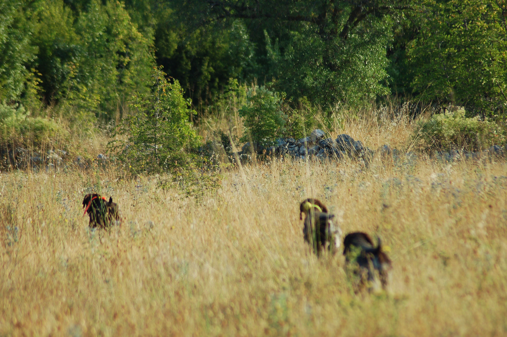 Dog misadventures: vipers, parasites and heat stroke.