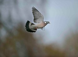 Fiocchi Excellence Pigeon A wood pigeon in flight