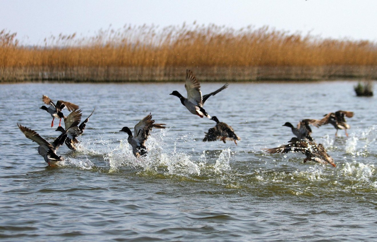 ammunition: Ban of lead in ammunition: no more lead shot over wetlands from February 15, 2023