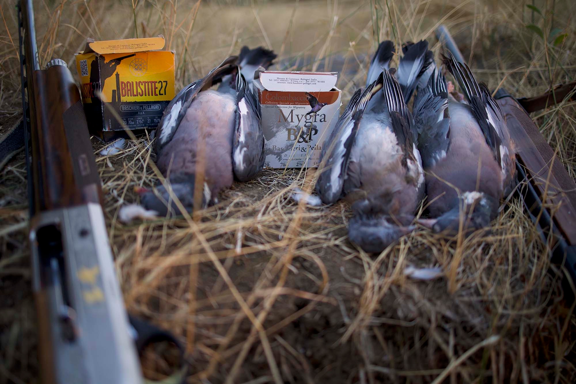 baschieri-pellagri: Baschieri & Pellagri 20 gauge: field hunting with the Mygra Colombaccio and Balistite cartridges for doves and pigeons