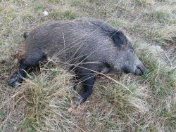 Wild boar hunting: Baschieri & Pellagri Black Shock and Hyper Shock The Black Shock cartridge