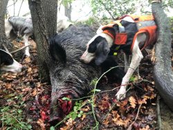 Wild boar hunting: Baschieri & Pellagri Black Shock and Hyper Shock the thickest areas of the wood