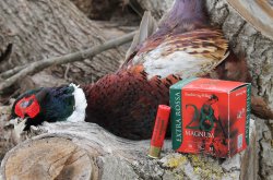 Baschieri & Pellagri Extra Rossa 28 Magnum: the field test Baschieri & Pellagri Extra Rossa cartridges with pheasant