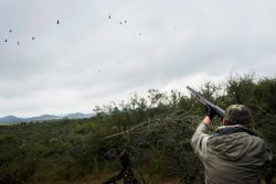 Baschieri & Pellagri Mygra Colombaccio Taking a shot at a wood pigeon