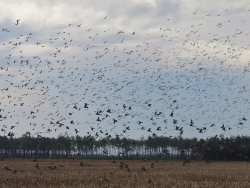 Baschieri & Pellagri Mygra Colombaccio Wood pigeon in the fields