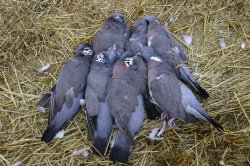 Baschieri & Pellagri Mygra Colombaccio Wood pigeon