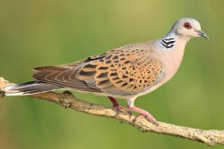 Baschieri & Pellagri Mygra Tortora The turtle dove, streptopelia turtur