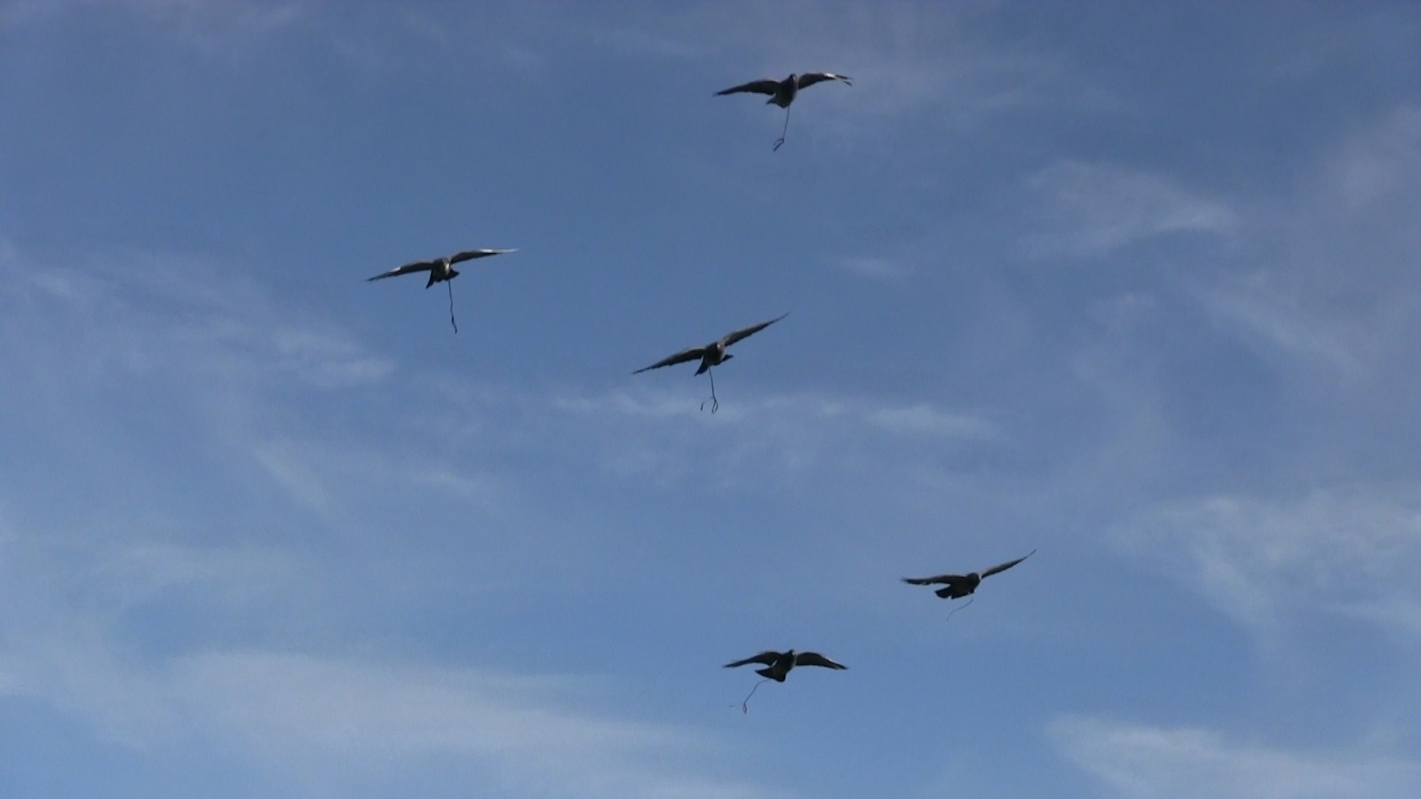 baschieri-pellagri: Wood pigeon hunting in 2019 with Baschieri & Pellagri