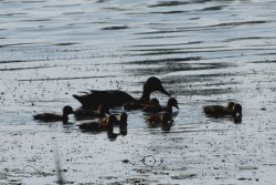 Ducks swimming in the lake