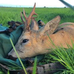 ECHA: “Call for evidence” on possible restriction of lead in ammunition (shot shells, bullets and pellets) and fishing tackle Roe deer hunted