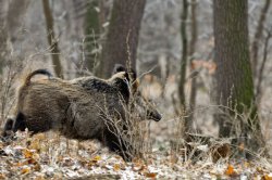 Fiocchi Excellence N-EX-S: 12-gauge expansive monolithic cartridges Wild boar