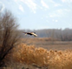 Fiocchi Excellence Pheasant Cartridges Pheasant in flight
