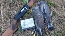 Hunting with Baschieri & Pellagri F2 Super Flash Baschieri & Pellagri F2 Super Flash cartridges with a Beretta shotgun and wood pigeons.