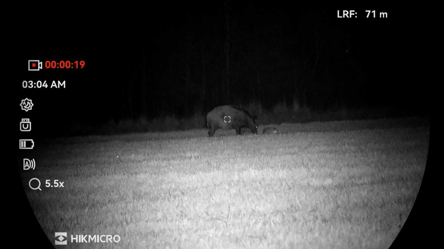 Night vision mode wild boar Rügen