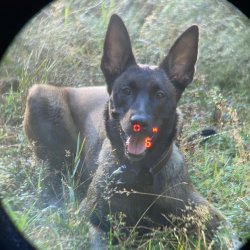 User Test: Minox X-range 10x42 – Hanna Selena tests the new Minox binoculars with Laser Rangefinder Hunting dog