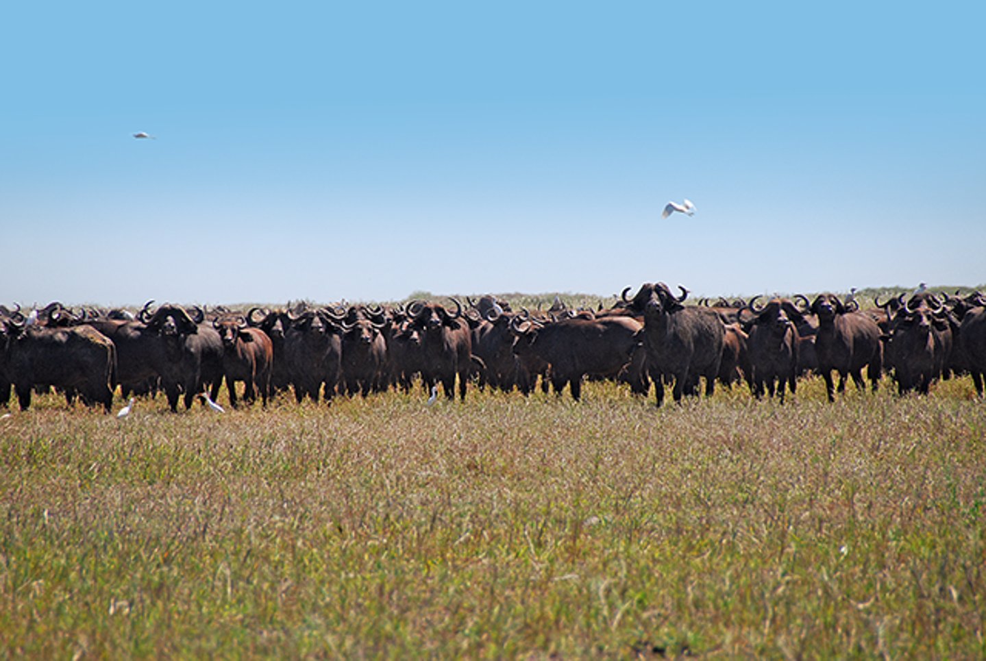 Mozambico buffalo hunting Mozambico buffalo hunting