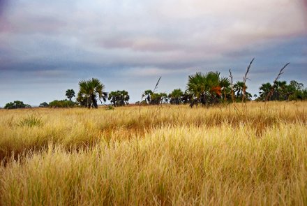 Mozambico buffalo hunting Mozambico buffalo hunting