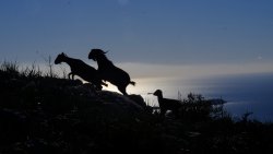 Covid-19 restrictions on hunting around the world – A practical guide Balearic Boc in the high mountains.
