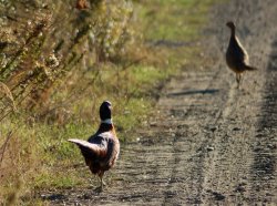 Lady Hunter - Clay shooting and deer stalking Pheasants