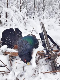 Dream Hunt: affordable hunting in Sweden A cock capercaillie shot in the snowy forest.