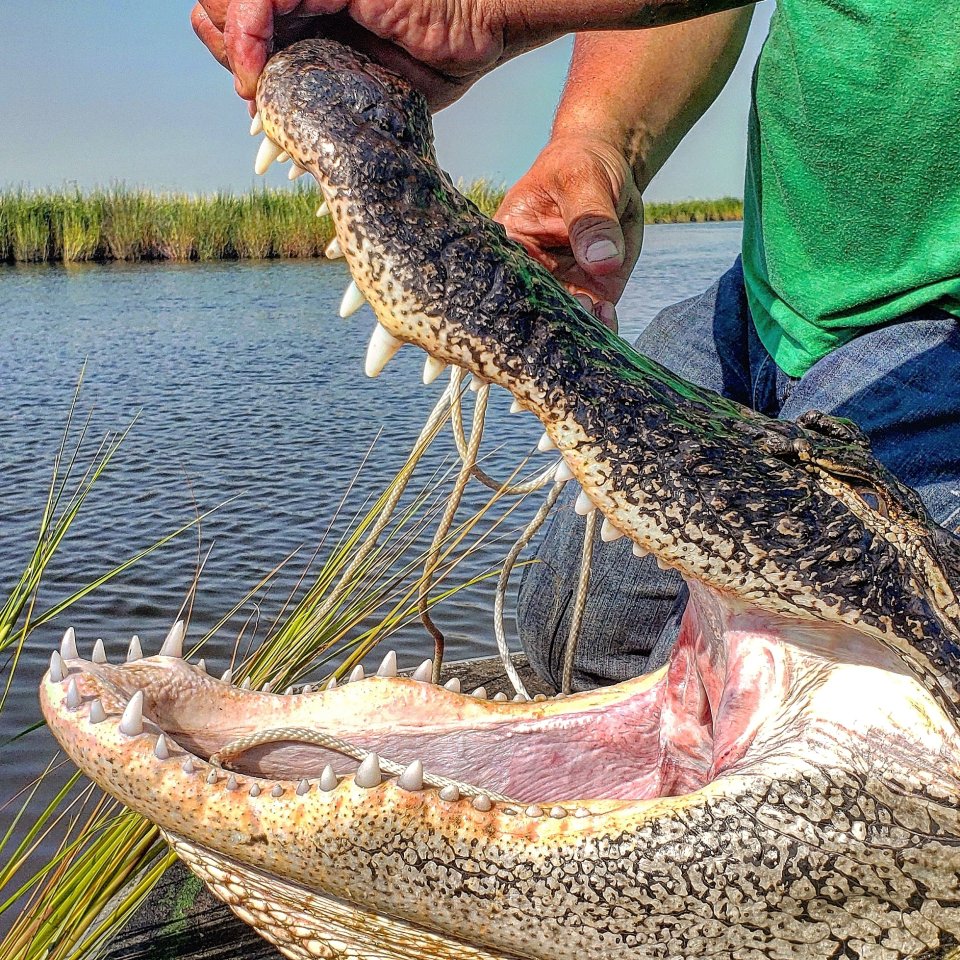 Dream hunt alligator hunting in Louisiana all4shooters