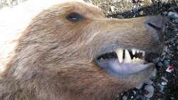 Bear Hunting in Alaska Close up of bear teeth