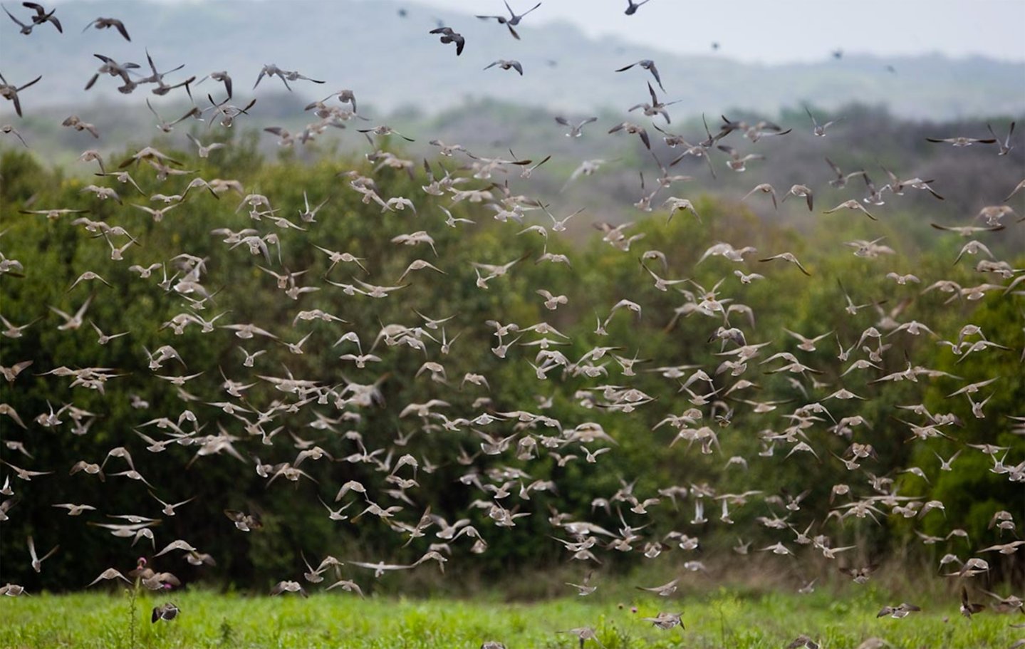 Dream hunt: dove hunting in Argentina High volume doves in Argentina