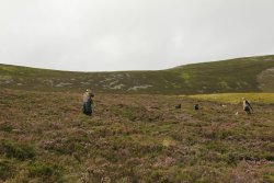 Driven and walked-up grouse shooting in Scotland Shooting at a mature red grouse