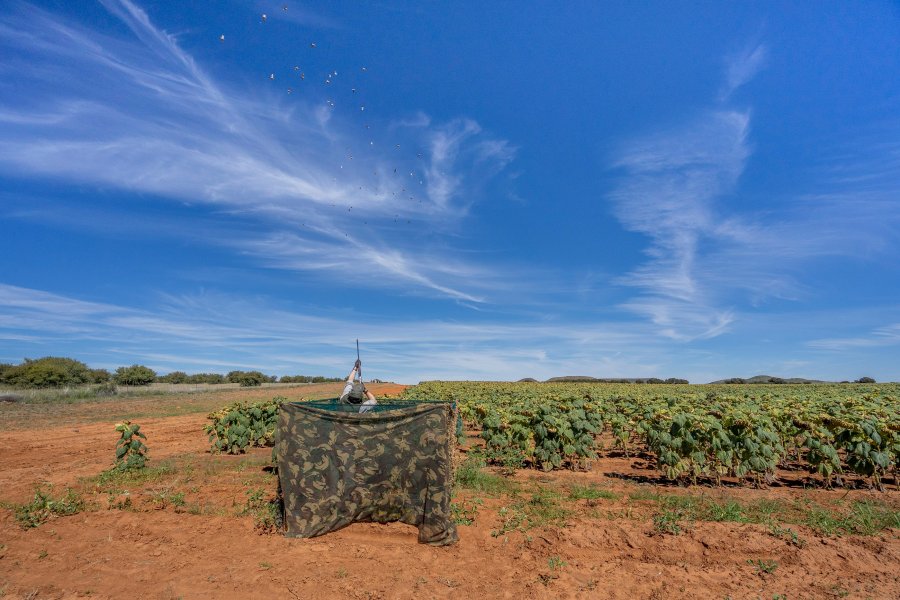 Dream hunt: Fast-paced Rock Pigeon shooting in South Africa Dream hunt: Fast-paced Rock Pigeon shooting in South Africa