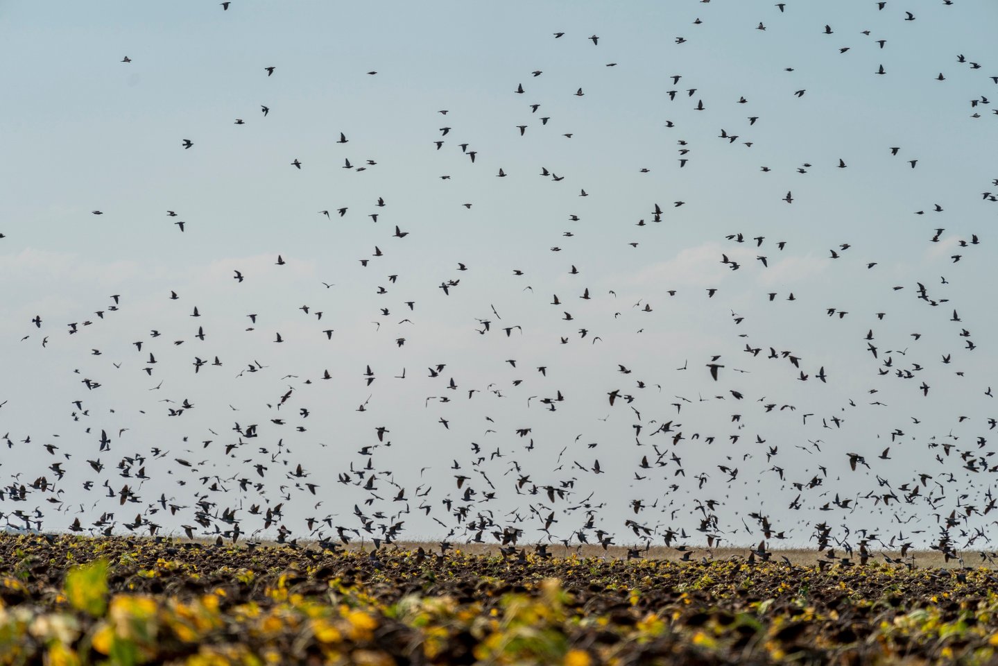 Dream hunt: Fast-paced rock pigeon shooting in South Africa Rock Pigeon descend on sunflower fields
