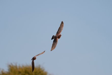 Dream hunt: Fast-paced Rock Pigeon shooting in South Africa Rock Pigeon close up flight