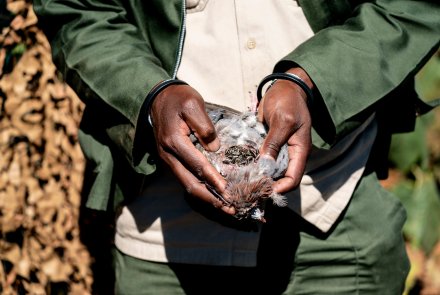 Dream hunt: Fast-paced Rock Pigeon shooting in South Africa Sunflower seeds for rock pigeons