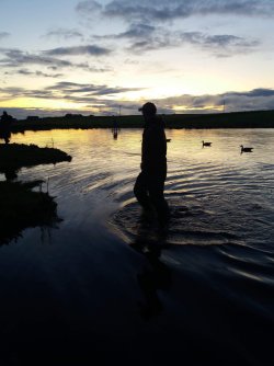 Goose shooting on Orkney Goose decoys in water