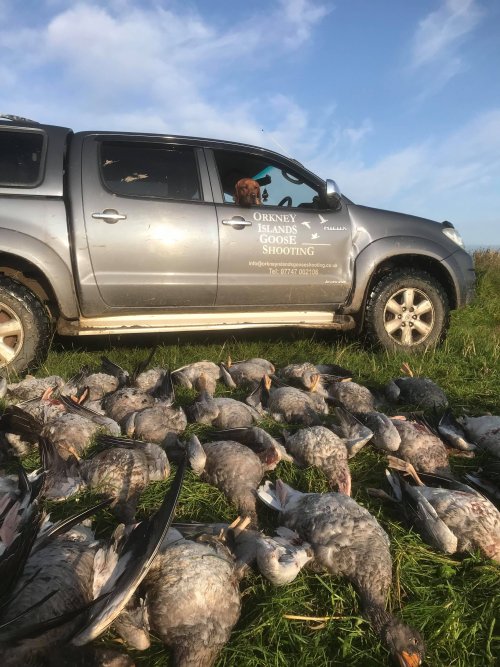 Goose shooting Orkney with Raymond Shearer all4shooters
