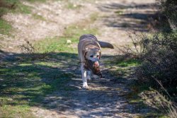 Dream Hunt: shooting high-flying driven partridge in Spain Gundog retrieving partridge