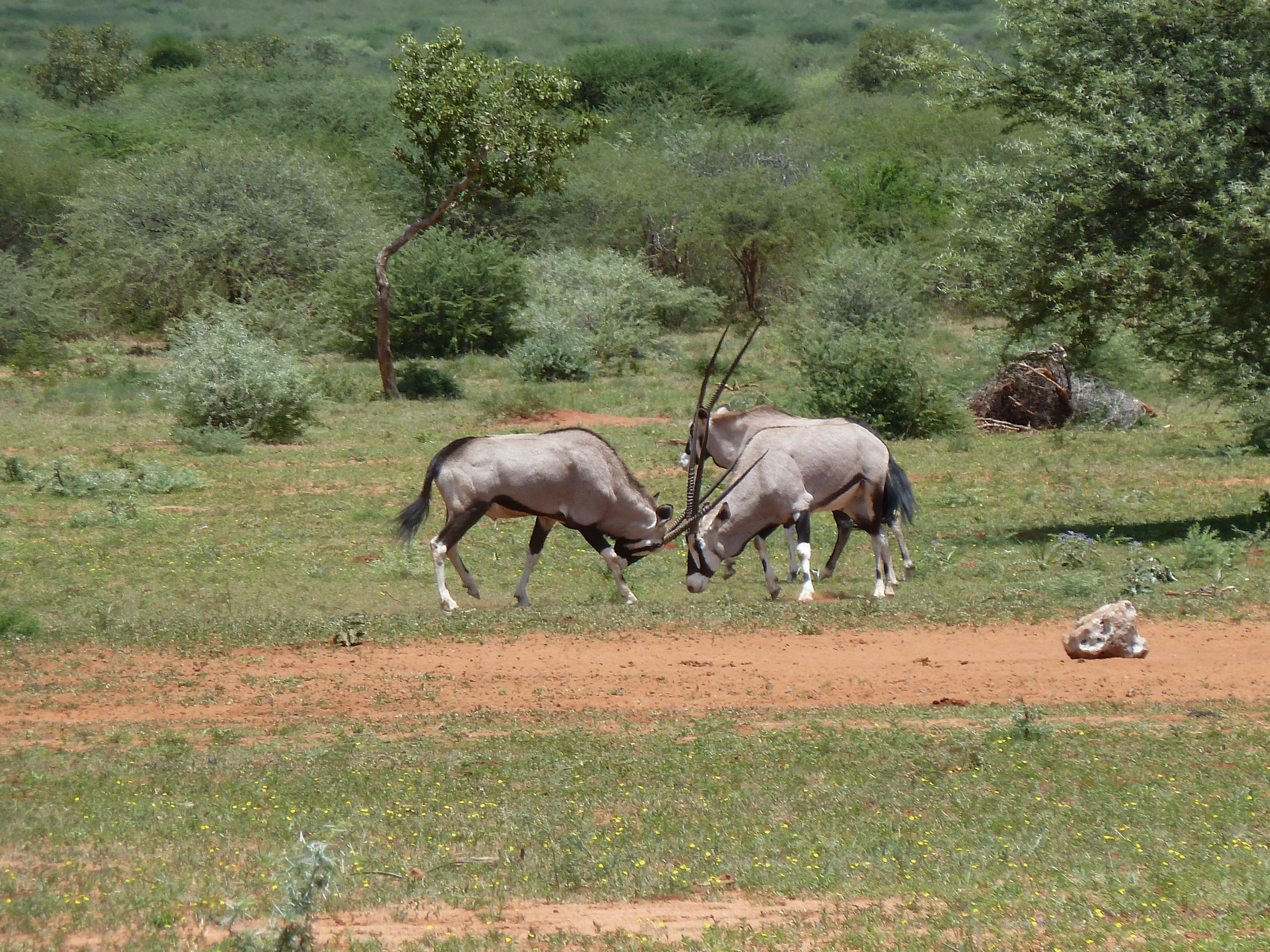 hunting: Dream hunt: hunting in Namibia hunting: Dream hunt: hunting in Namibia