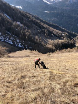 Hunting birds in the high altitude Italian Alps Luca Benzi hunting with his working English setters in the Italian Alps