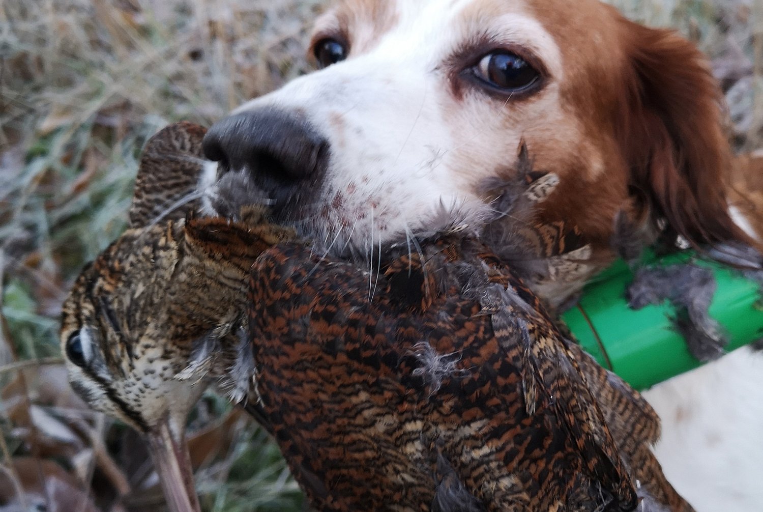 Hunting Woodcock in Sicily with Dino La Malfa all4shooters